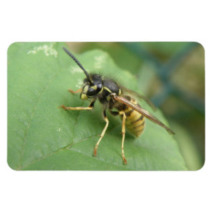 Hoverfly Macro Premium Magnet