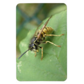 Hoverfly Macro Premium Magnet (Vertikal)