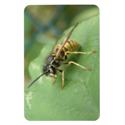Hoverfly Macro Premium Magnet (Vertikal)