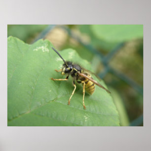 Hoverfly Macro Print Poster