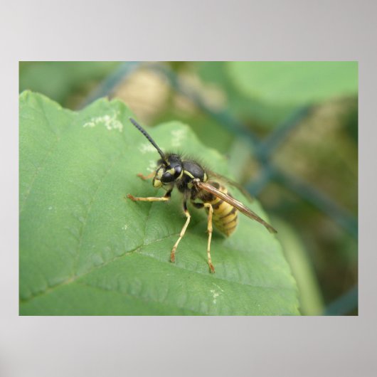 Hoverfly Macro Print Poster (Vorne)
