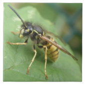 Hoverfly Macro Tile Fliese (Vorderseite)
