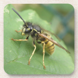 Hoverfly Macro Untersetzer