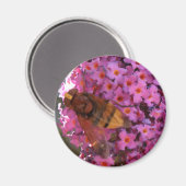 Hoverfly Magnet (Vorderseite/Rückseite)