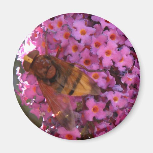 Hoverfly Magnet (Vorne)