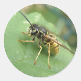 Hoverfly-Makroaufkleber Runder Aufkleber