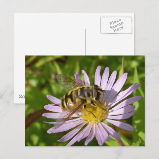 Hoverfly - Myathropa florea Postkarte (Vorne/Hinten)