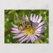 Hoverfly - Myathropa florea Postkarte (Vorderseite)