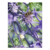 Hoverfly on Purple Eryngium Thistle Flower Fotodruck (Vorne)
