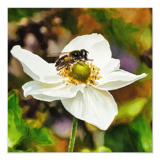 Hoverfly on White Anemone Flower - Pollination in Fotodruck (Vorne)