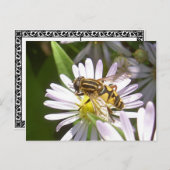 Hoverfly Postcard - Helophilus Postkarte (Vorne/Hinten)