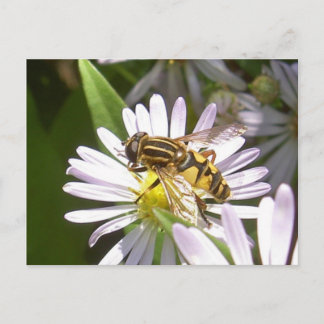 Hoverfly Postcard - Helophilus Postkarte