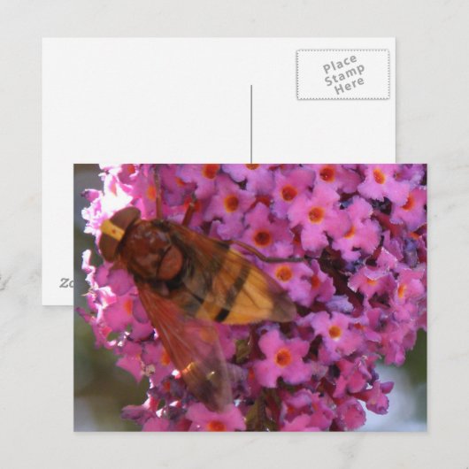 Hoverfly Postkarte (Vorne/Hinten)