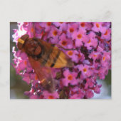 Hoverfly Postkarte (Vorderseite)