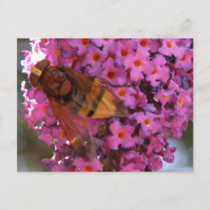Hoverfly Postkarte