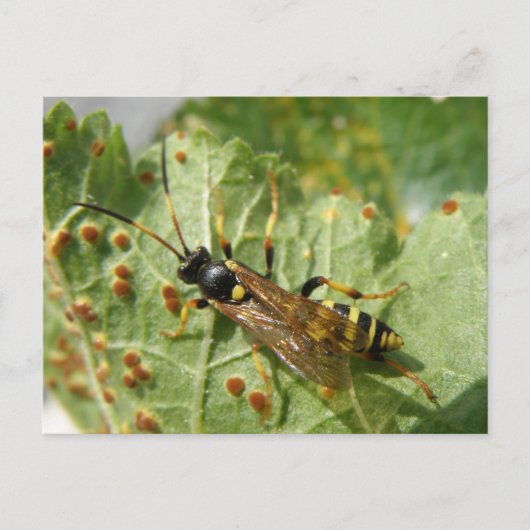 Hoverfly Postkarte (Vorderseite)