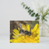 Hoverfly Postkarte (Stehend Vorderseite)