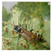 Hoverfly Tile Fliese (Vorderseite)
