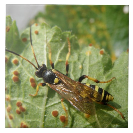 Hoverfly Tile Fliese (Vorderseite)