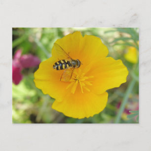 Hoverfly und kalifornische Mohnpostkarte Postkarte