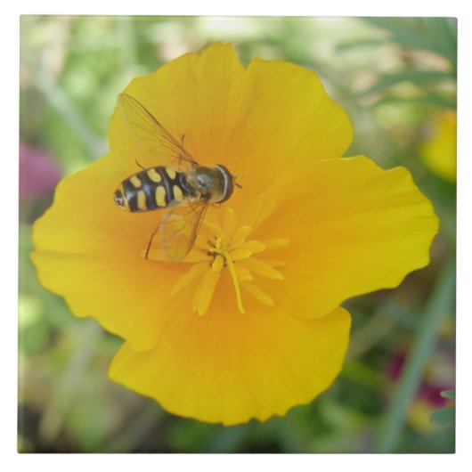 Hoverfly und kalifornische Mohnstäbchen Fliese (Vorderseite)