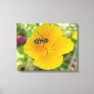 Hoverfly und kalifornische Poppy Canvas Print Leinwanddruck