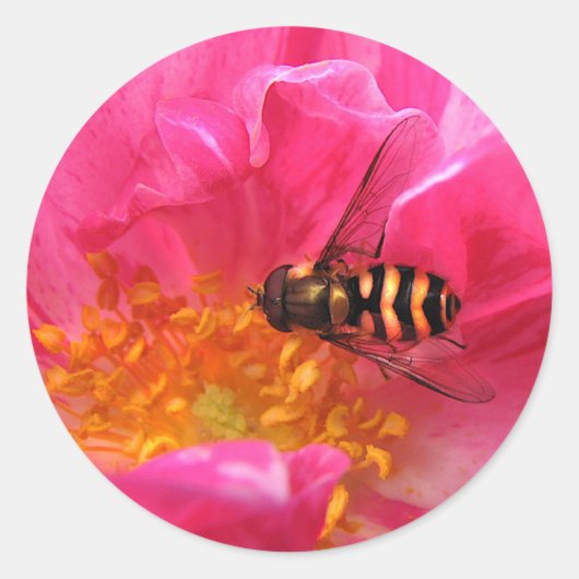 Hoverfly und Rosa Mundi Runder Aufkleber (Vorderseite)