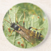 Hoverfly Untersetzer (Vorne)