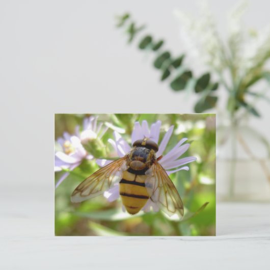 Hoverfly - Volucella inanis Postkarte (Stehend Vorderseite)