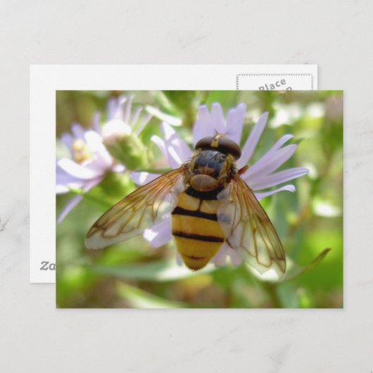 Hoverfly - Volucella inanis Postkarte (Vorne/Hinten)