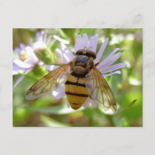 Hoverfly - Volucella inanis Postkarte (Vorderseite)