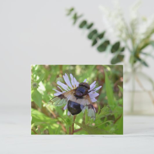 Hoverfly - Volucella pellucens Postkarte (Stehend Vorderseite)