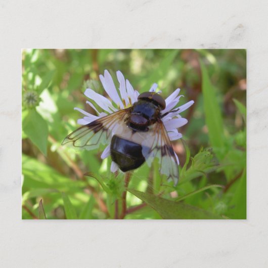 Hoverfly - Volucella pellucens Postkarte (Vorderseite)