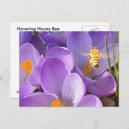 Hovering Bee ~ Postkarte (Vorne/Hinten)