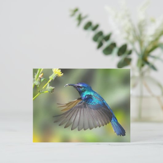 Hovering Blue Hummingbird Postkarte (Stehend Vorderseite)