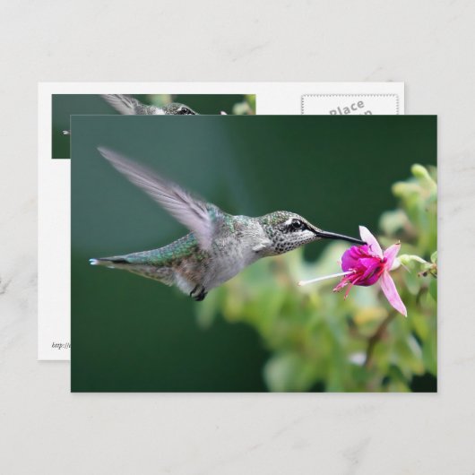 Hovering Hummingbird Postkarte (Vorne/Hinten)