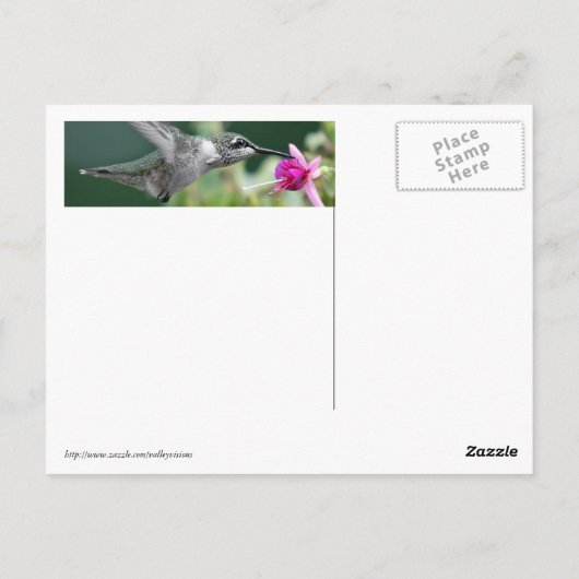 Hovering Hummingbird Postkarte (Rückseite)