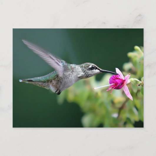 Hovering Hummingbird Postkarte (Vorderseite)