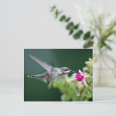 Hovering Hummingbird Postkarte (Stehend Vorderseite)