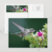 Hovering Hummingbird Postkarte (Vorne/Hinten)