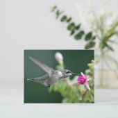 Hovering Hummingbird Postkarte (Stehend Vorderseite)