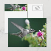 Hovering Hummingbird Postkarte (Vorne/Hinten)