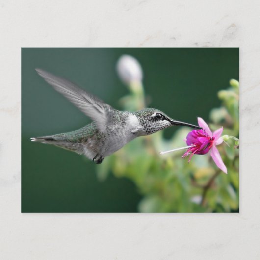 Hovering Hummingbird Postkarte (Vorderseite)