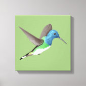 Hovering Jacobin Hummingbird - transparent. Leinwanddruck (Vorderseite)