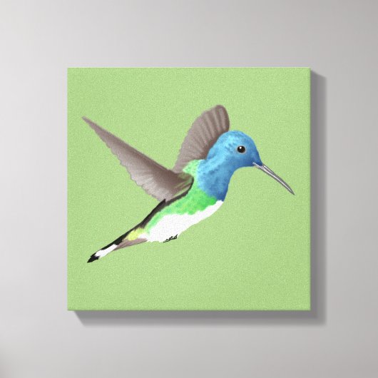 Hovering Jacobin Hummingbird - transparent. Leinwanddruck (Vorderseite)