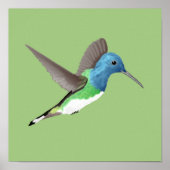 Hovering Jacobin Hummingbird - transparent. Poster (Vorne)