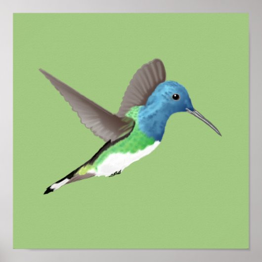 Hovering Jacobin Hummingbird - transparent. Poster (Vorne)