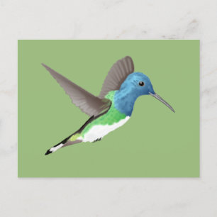 Hovering Jacobin Hummingbird - transparent. Postkarte