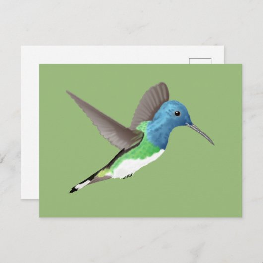 Hovering Jacobin Hummingbird - transparent. Postkarte (Vorne/Hinten)