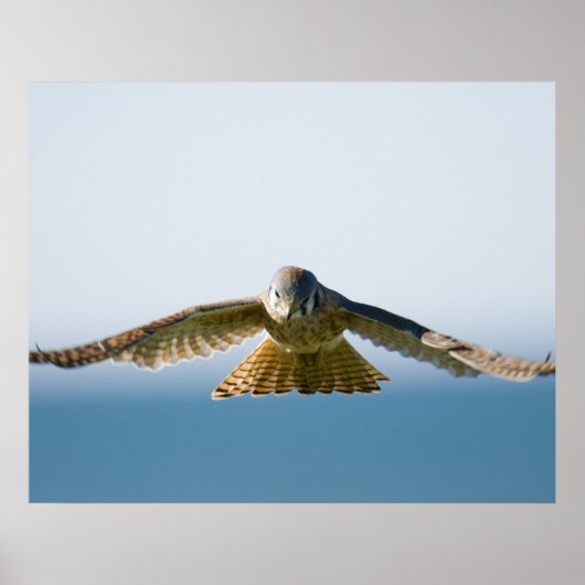 Hovering Kestrel Poster (Vorne)